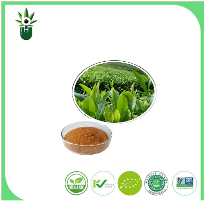 مستخلص الشاي الأخضر الطبيعي 98 ٪ لتر